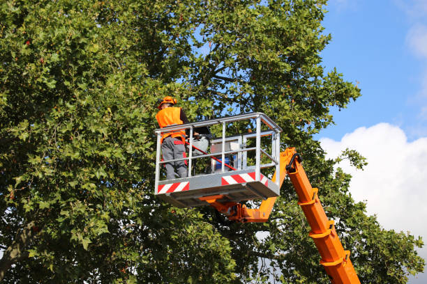 How Our Tree Care Process Works  in North Lauderdale, FL